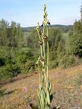 2b Ophrys insectifera-Fliegenragwurz